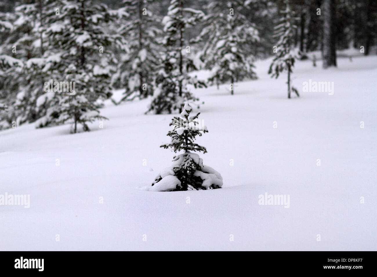 Bäumchen mit Schnee im winter Stockfoto