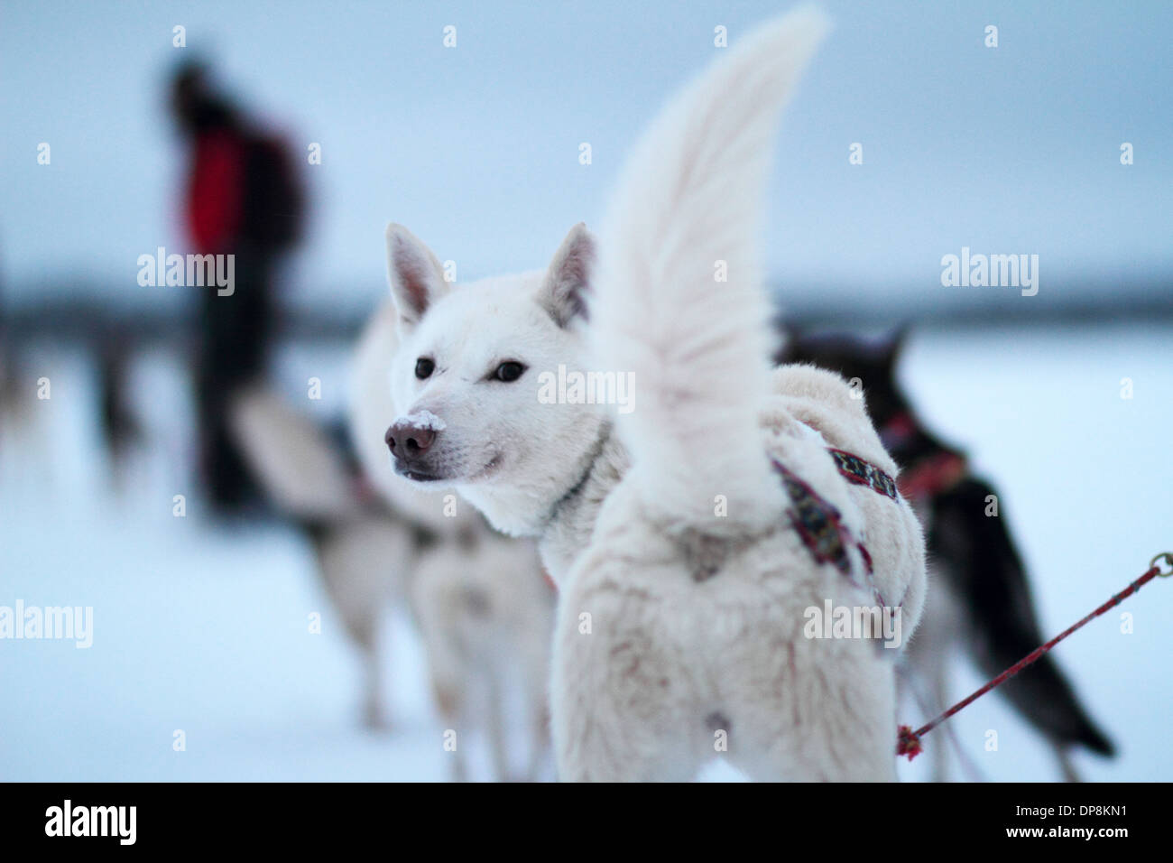 Ein Husky Rückblick Stationen auf einem Schlitten im winter Stockfoto