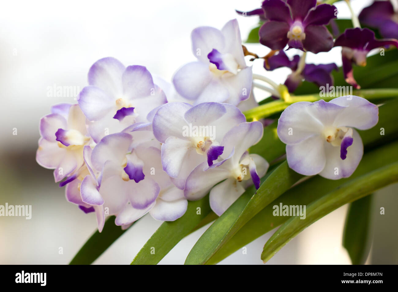 Schöne Orchidee Haufen. Stockfoto