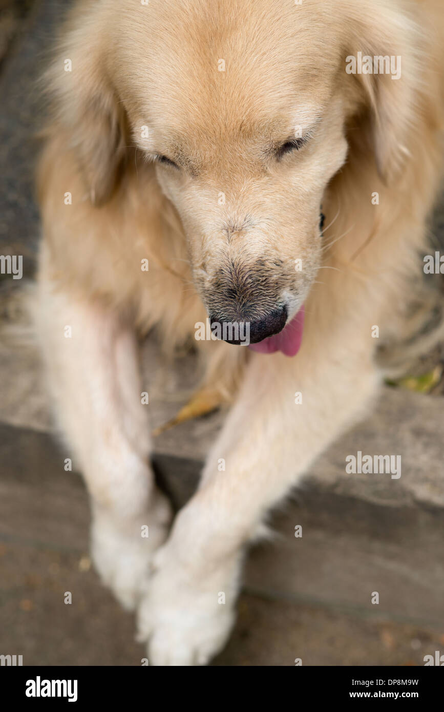 Ein netter Hund, golden Retriever, seine Zunge und seine Pfoten entspannt ausruhen. Er scheint verspielt zu sein. Stockfoto