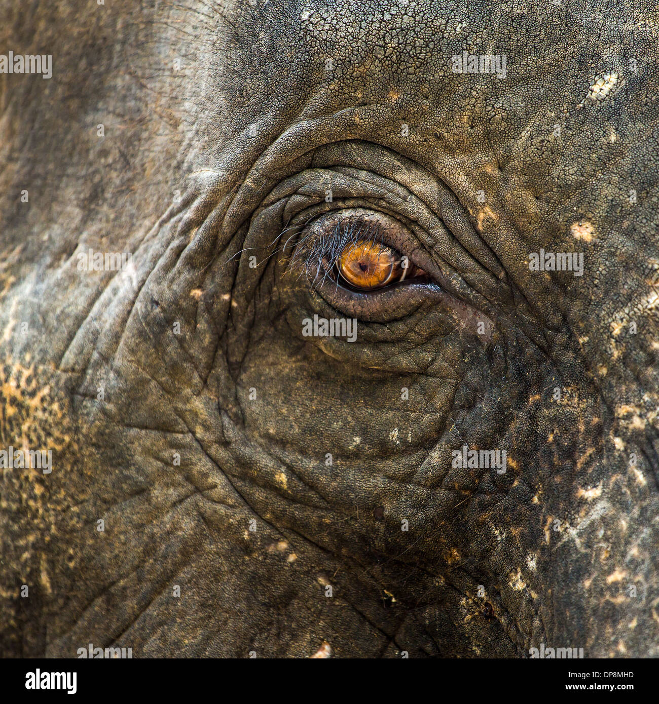Elefanten Auge closeup Stockfoto