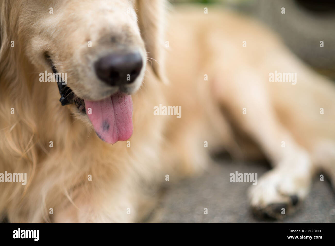 Hund kleben Zunge raus, nur Mund des Hundes Stockfoto