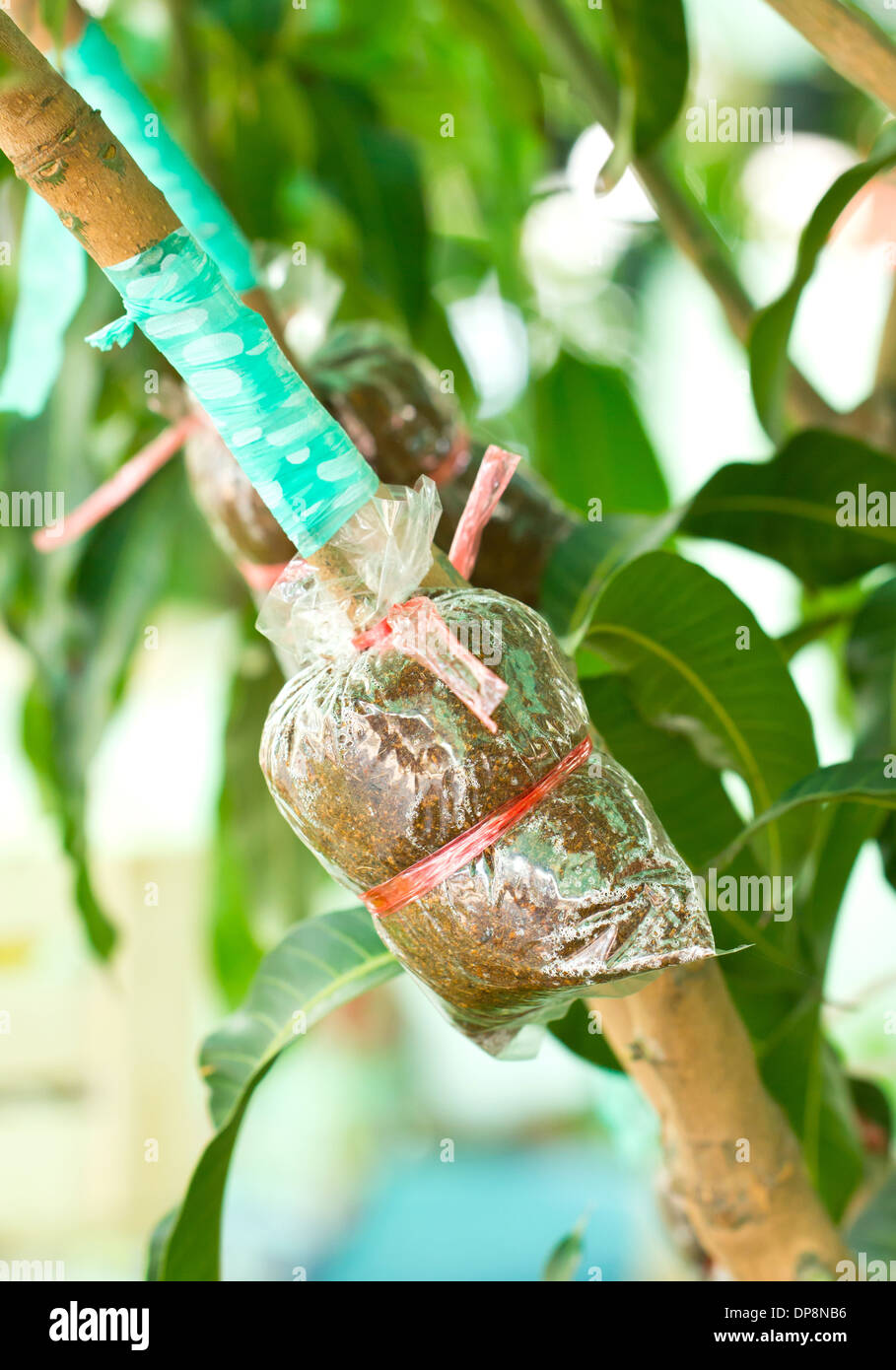 Mango Pflanze Bäume Transplantationen oder Pfropfen Methode. Stockfoto