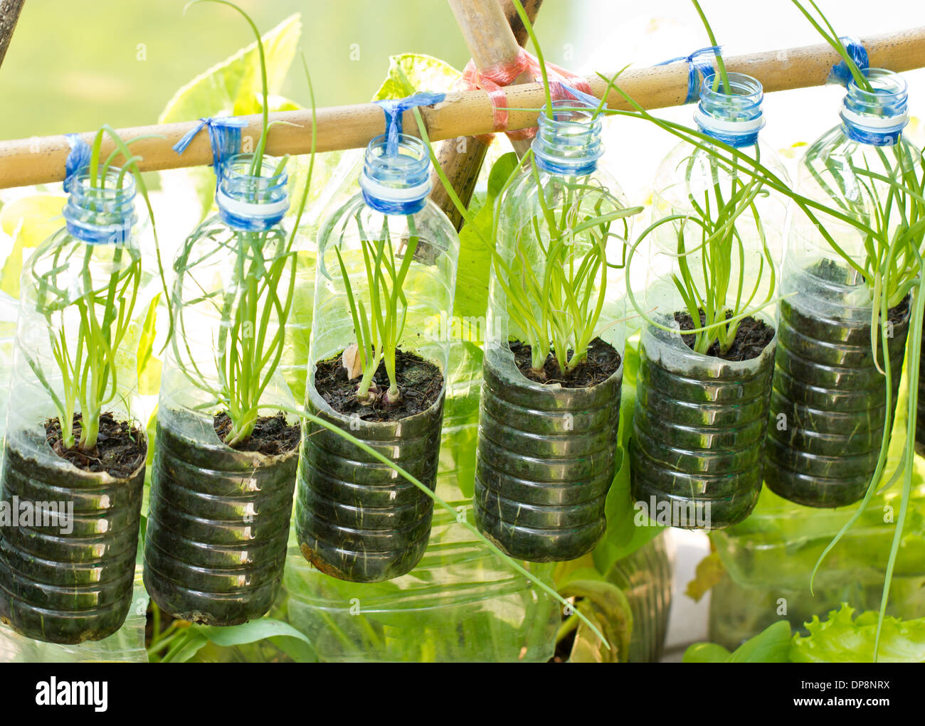 Frühlingszwiebeln In gebrauchten Wasserflasche, Gemüse Pflanze für das städtische Leben wachsen. Stockfoto