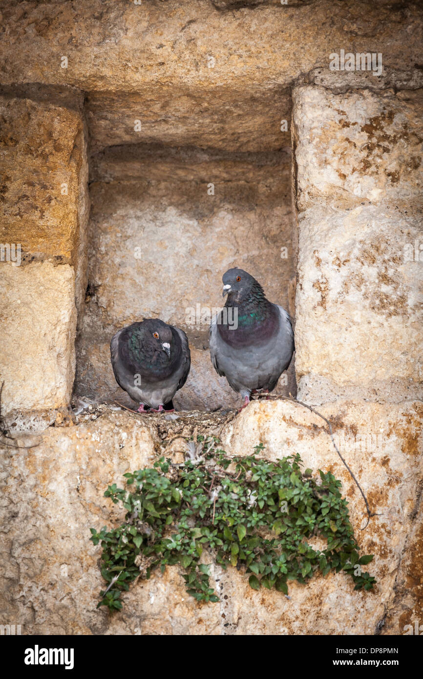 Domme, Dordogne, Frankreich, Europa. Tauben saßen über dem "Porte des Tours" Tor der Stadtmauer. Stockfoto