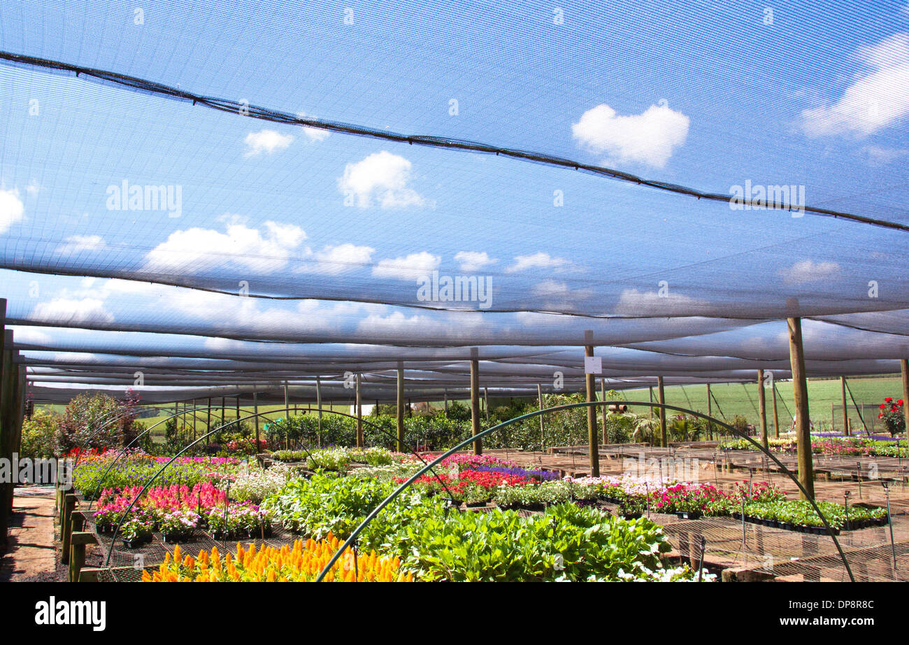 Reihen von bunten Baumschulpflanzen unter Schatten Tuch Stockfoto