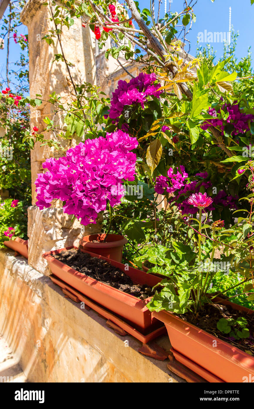 Zweige der Blumen rosa Bougainvillea Busch auf Balkon in Street, Kreta, Griechenland Stockfoto