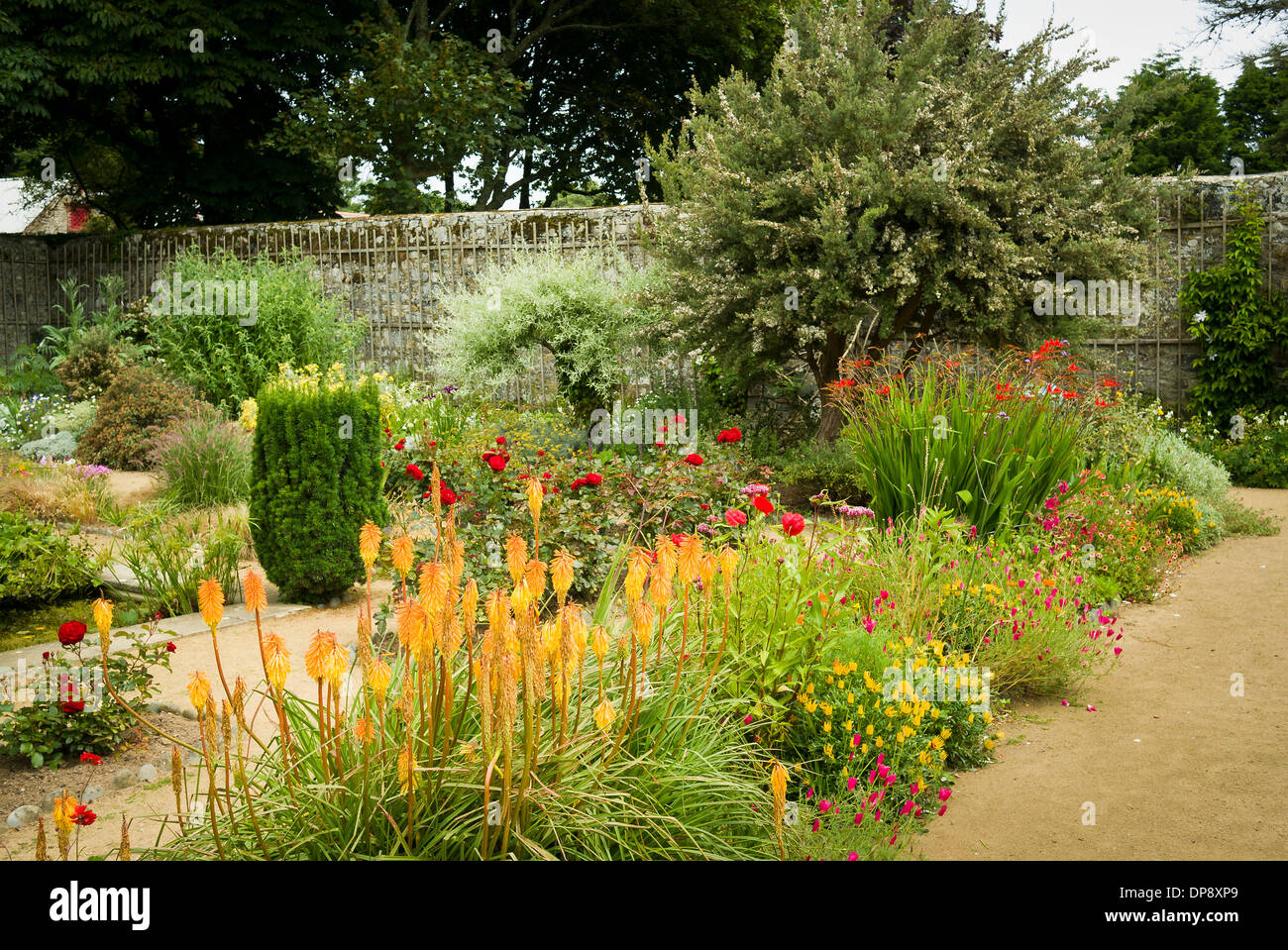 Kniphofia im Vordergrund Staudenrabatten innerhalb der ummauerten Garten La Seigneurie auf Sark UK Stockfoto