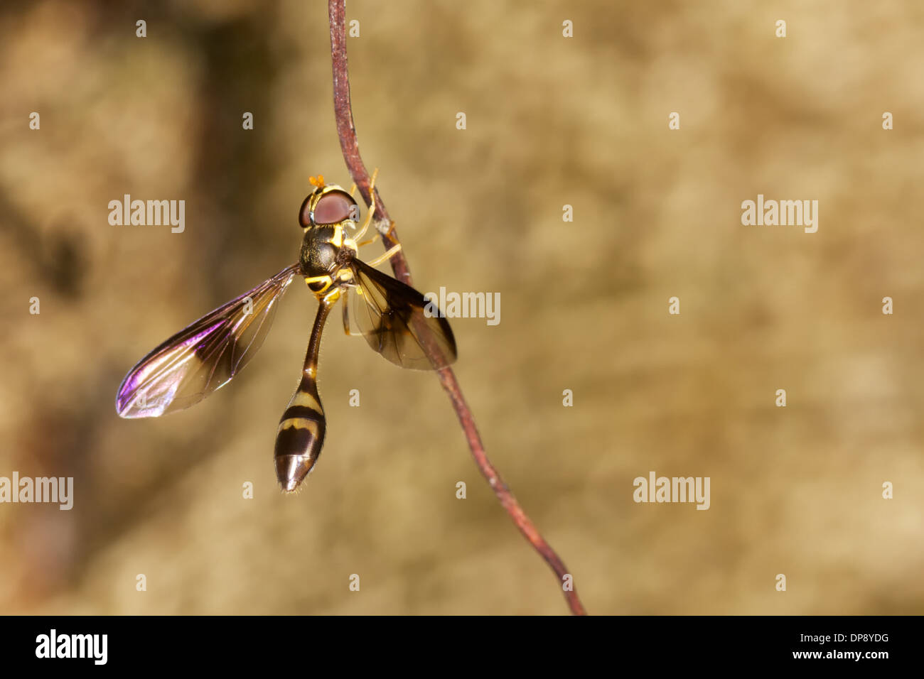 Pseudodorus Clavatus eine Syrphidae Hoverfly. Stockfoto