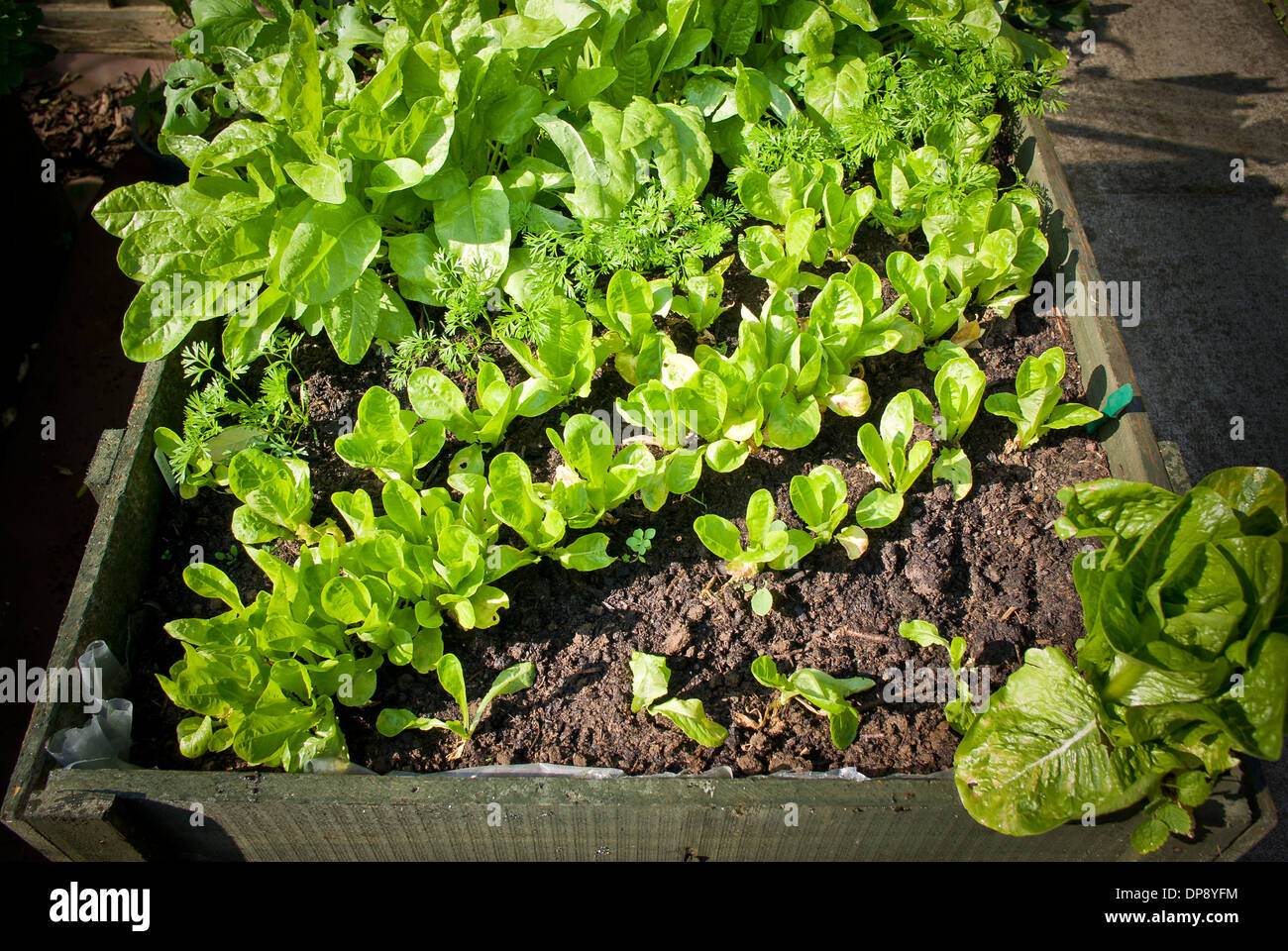 Salatgarten pflanzen -Fotos und -Bildmaterial in hoher Auflsung  Alamy