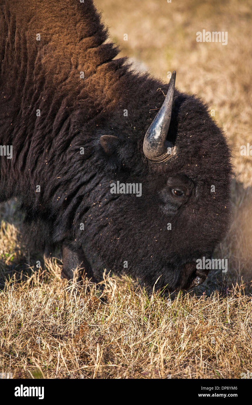 Amerikanische Bisons (Bison Bison), auch bekannt als der amerikanische Büffel Weiden in einem Feld Gras in Zentral-Florida Stockfoto