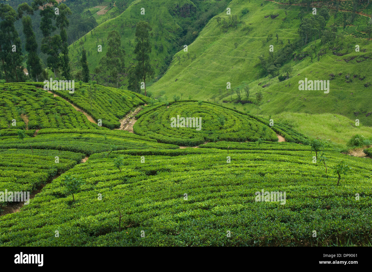 Teepflanzen wachsen in kunstvollen Mustern auf sanften Hügeln, auf einer Teeplantage in der Nähe von Nuwara Eliya, Sri Lanka Stockfoto