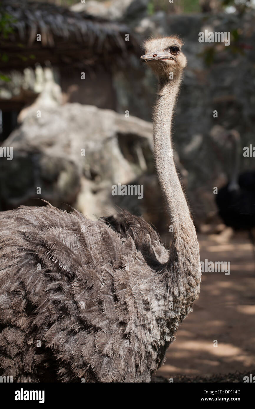 Strauß-Dusit Zoo-Bangkok Stockfoto