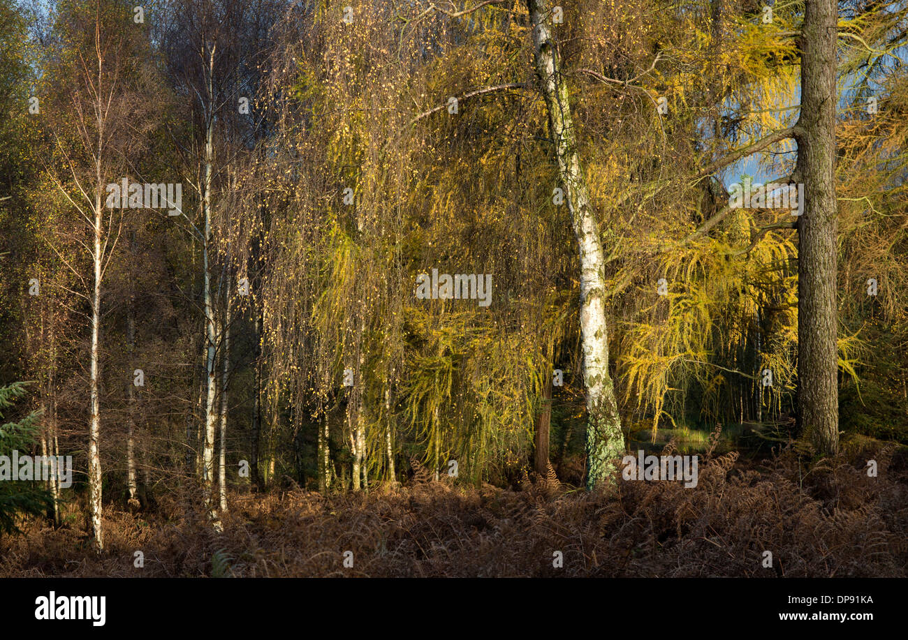 Atemberaubende herbstliche Farbtöne Tönungen und Farben von Waldgebiete und Wälder auf Cannock Chase Gebiet von Außergewähnliche natürlicher Schönheit im Herbst Stockfoto