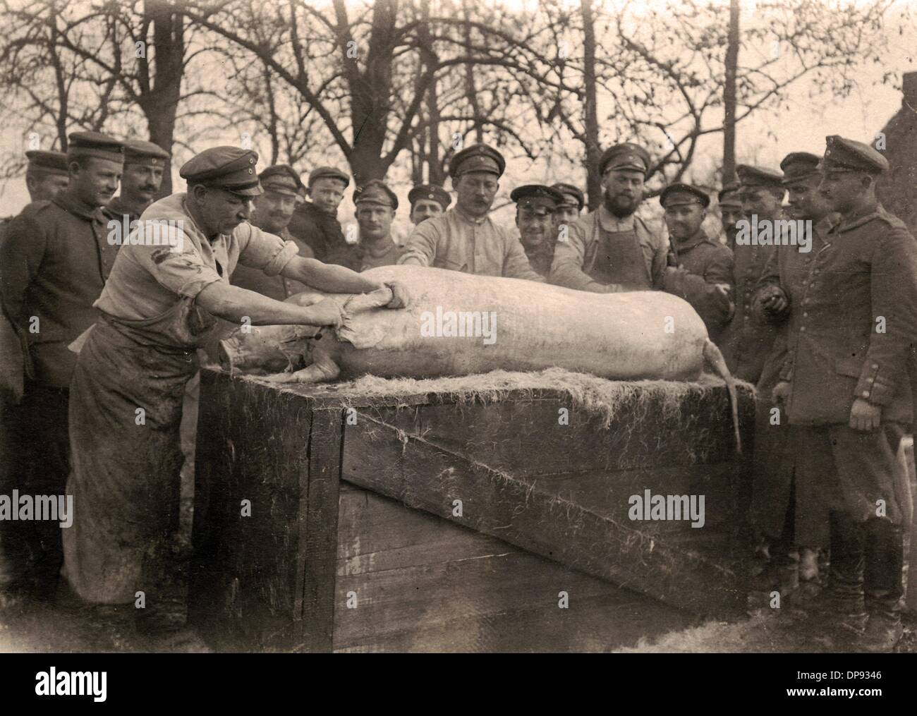 Die Schlachtung eines Schweines in einer deutschen Soldatenfirma an der Westfront im Winter 1915. Fotoarchiv für Zeitgeschichte Stockfoto