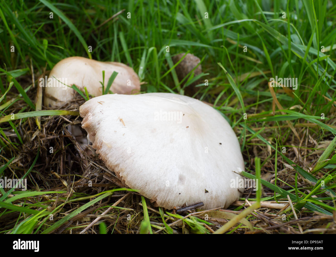 Agaricus Campestris ist bekannt als Feld oder Wiese Pilz mit rosa bis bräunliche Kiemen Stockfoto