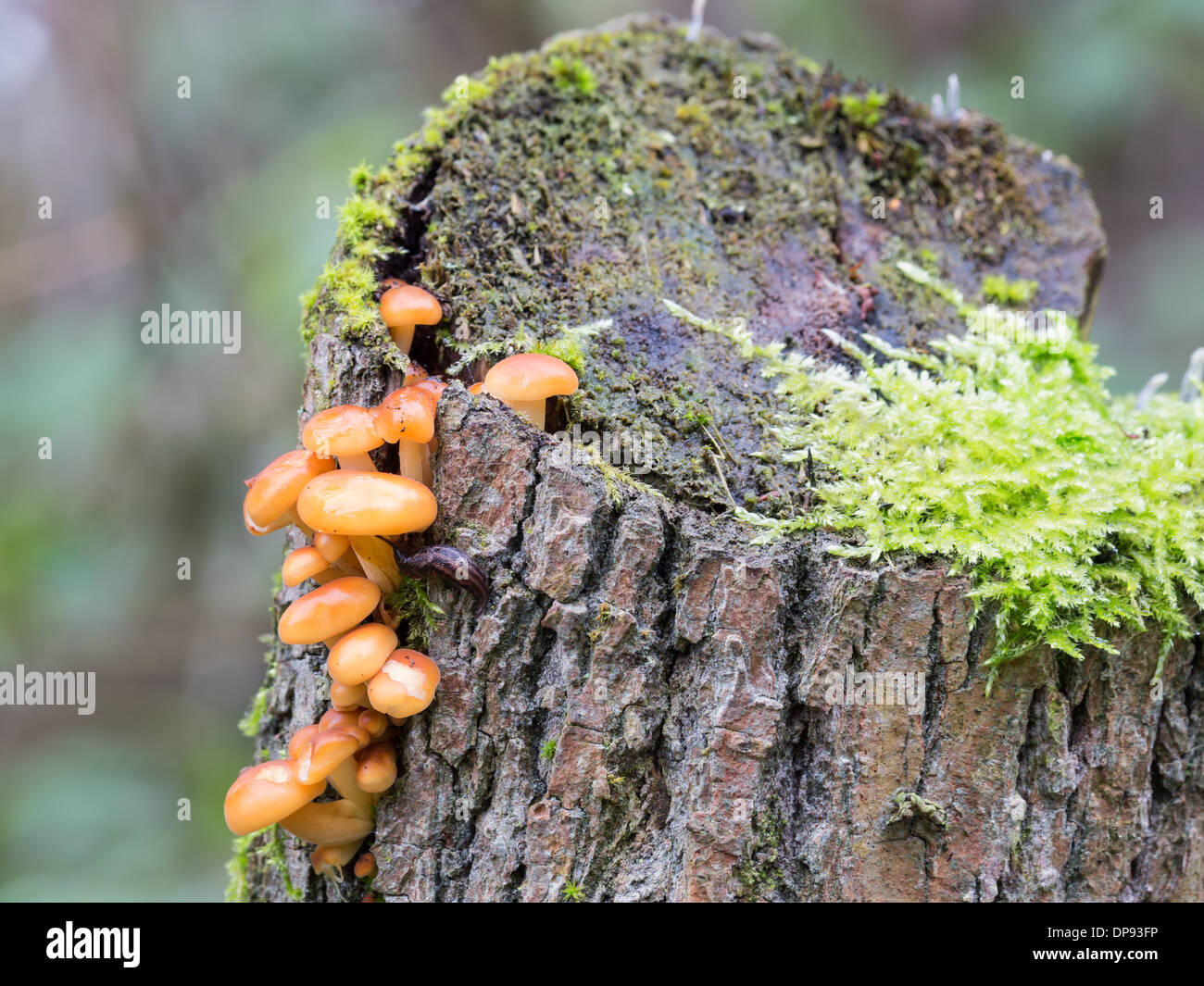 Flammulina Velutipes Pilz auch bekannt als samt Schaft Stockfoto