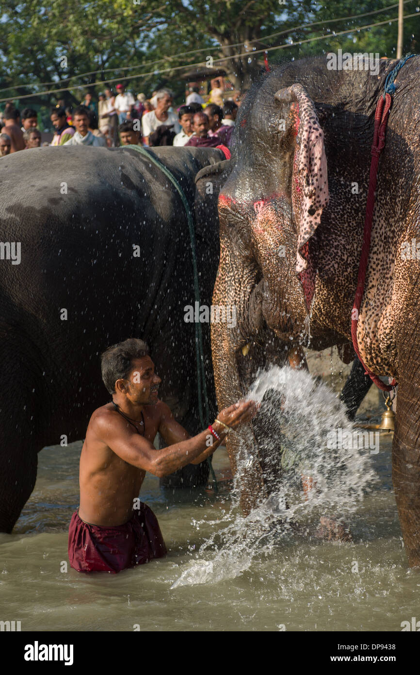 Mahout Spritzwasser über einen Elefanten im Fluss Gandak, Sonepur Mela, Sonepur, Bihar, Indien Stockfoto