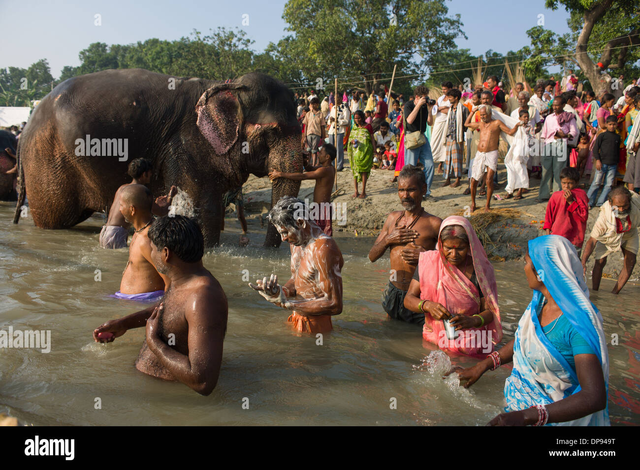 Pilger Baden vor Elefanten am Zusammenfluss der Flüsse Ganges und Gandak, Sonepur Mela, Sonepur, Bihar, Indien Stockfoto