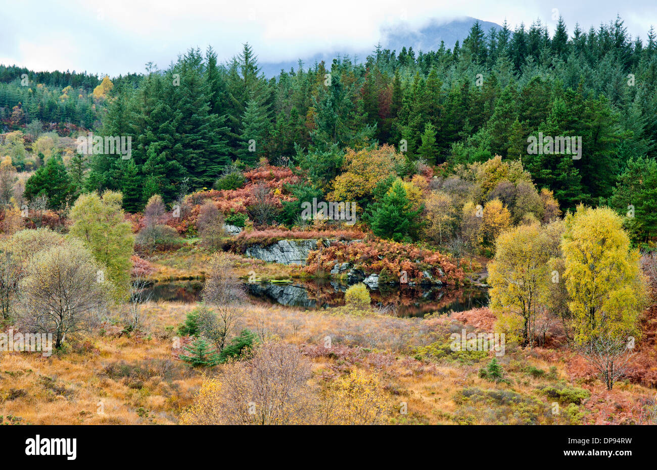 Fotografieren von herbstlichen Farben und Tönungen rund um den Wald im Bereich Llyn Elsi oben Betws Y Coed in Snowdonia-Nationalpark Stockfoto