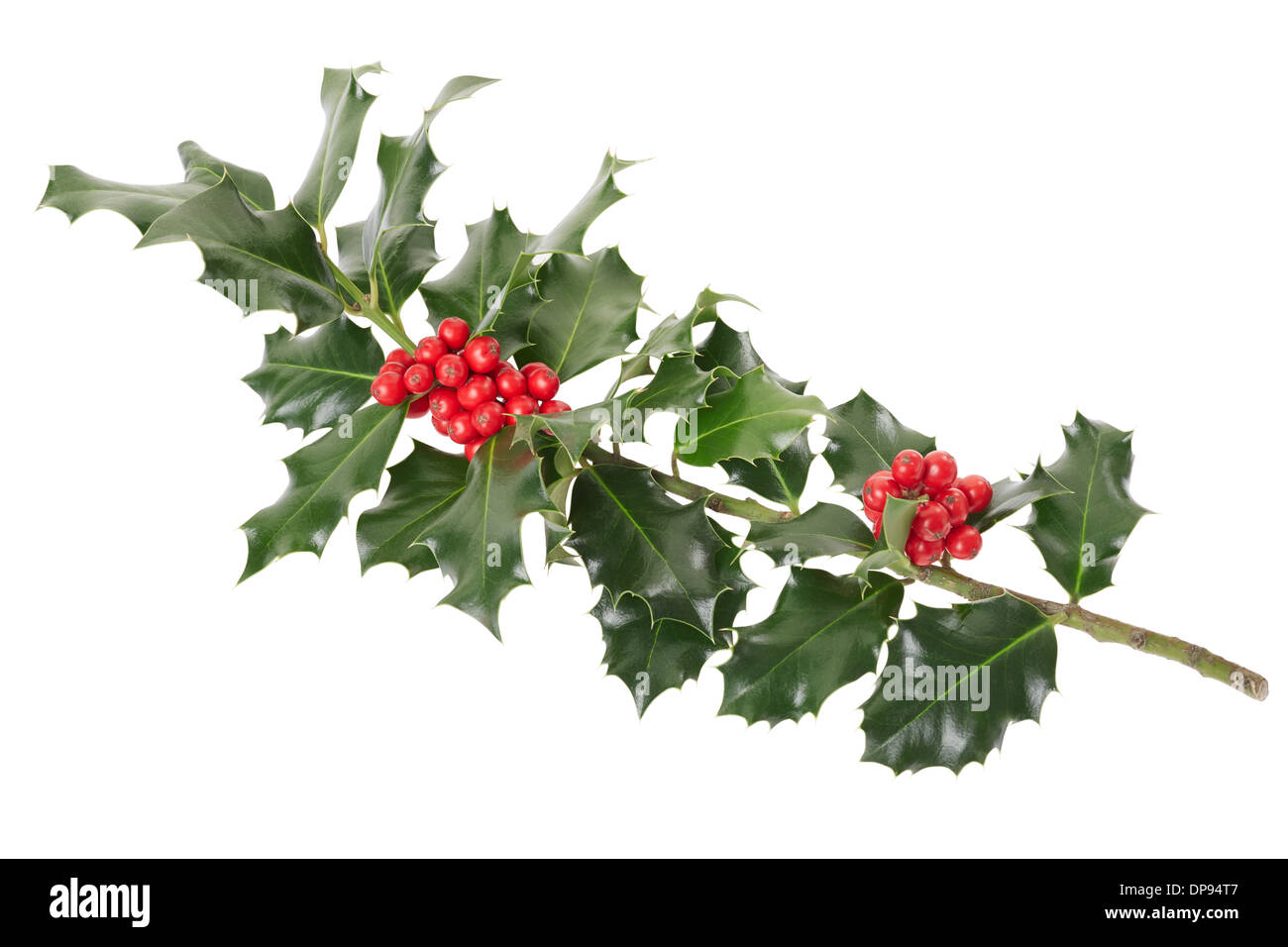 Holly Branch, Weihnachtsdekoration Stockfoto
