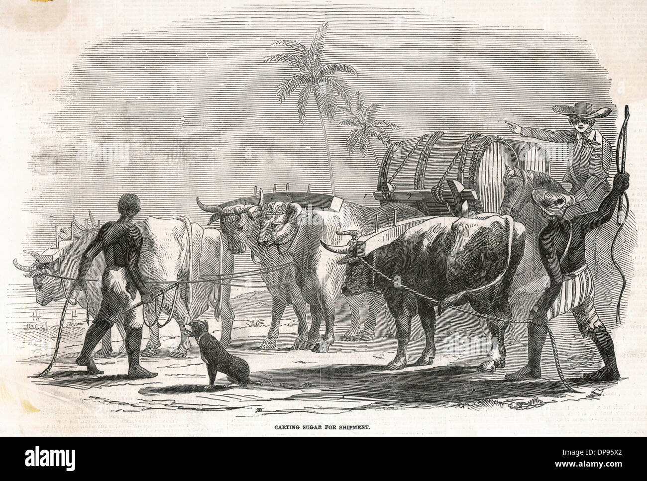 Anbau auf den Westindischen Inseln 1849 Stockfoto
