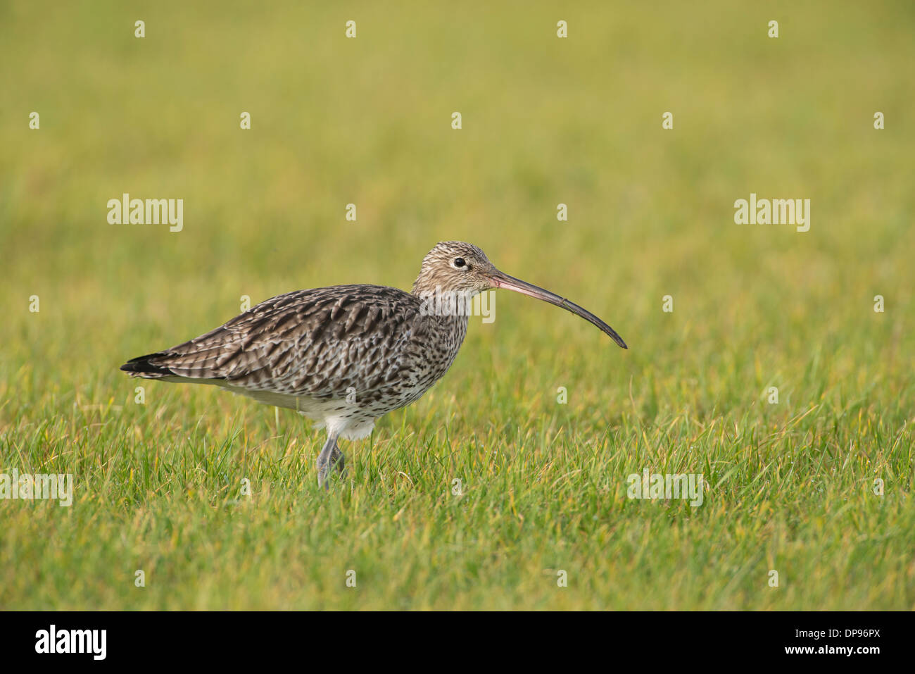 Brachvogel (Numenius Arquata) Futter auf der Weide. Stockfoto