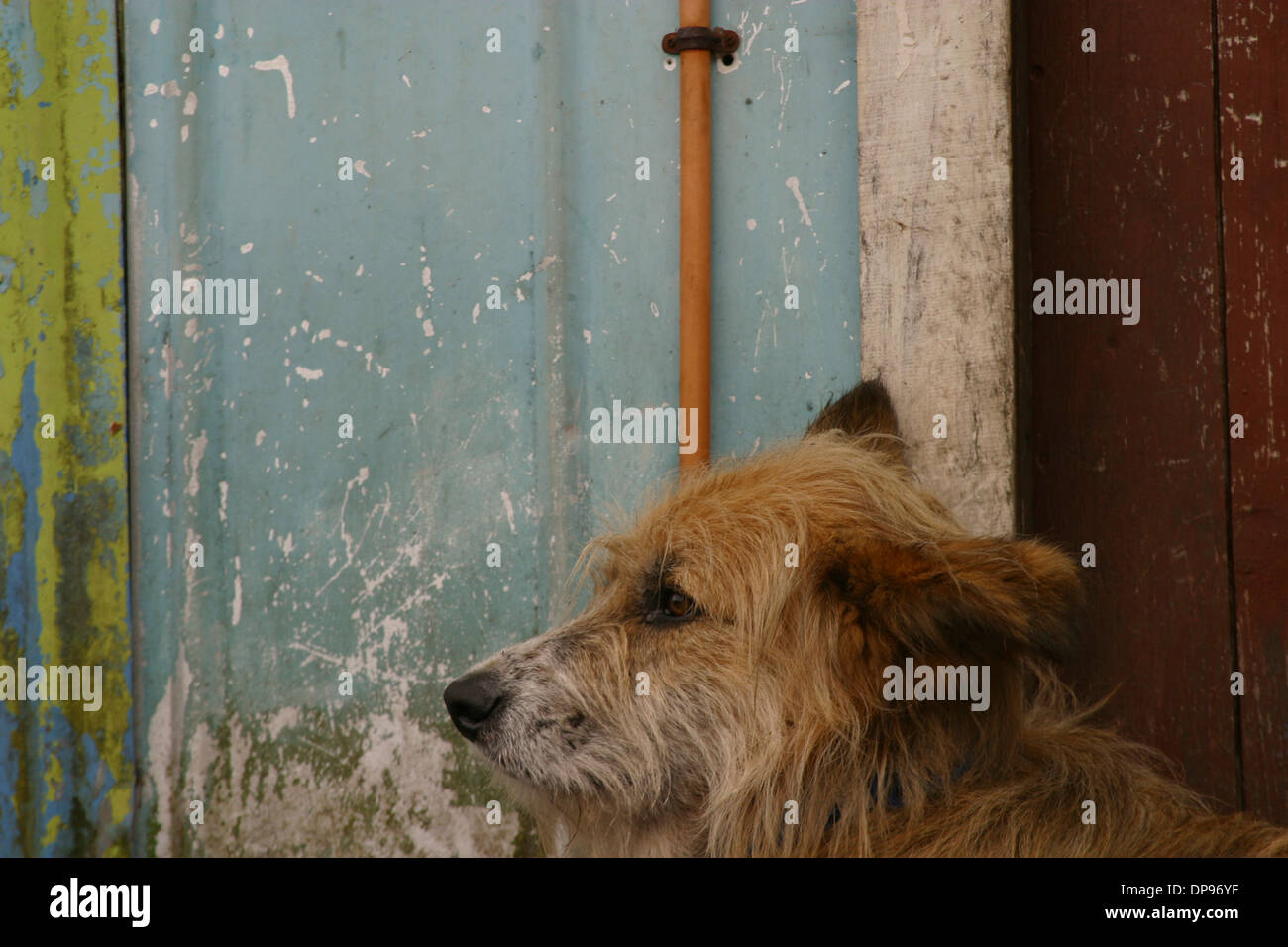 So farbenfroh und robust wie das Dorf Puerto Eden erträgt dieser Hund die Aufmerksamkeit der Kameras, Südchile Stockfoto