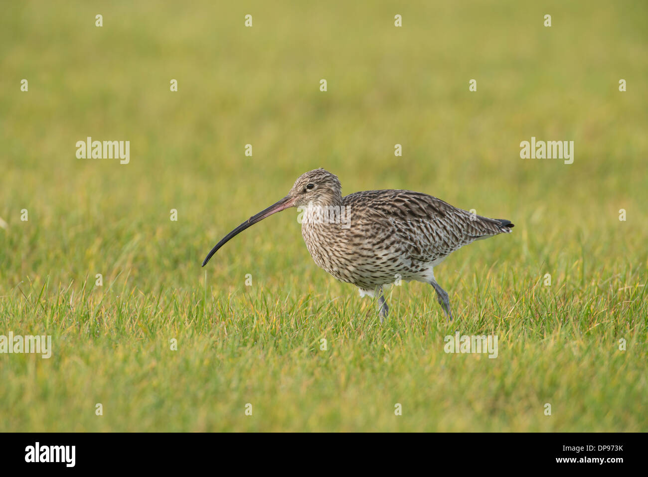 Brachvogel (Numenius Arquata) Futter auf der Weide. Stockfoto