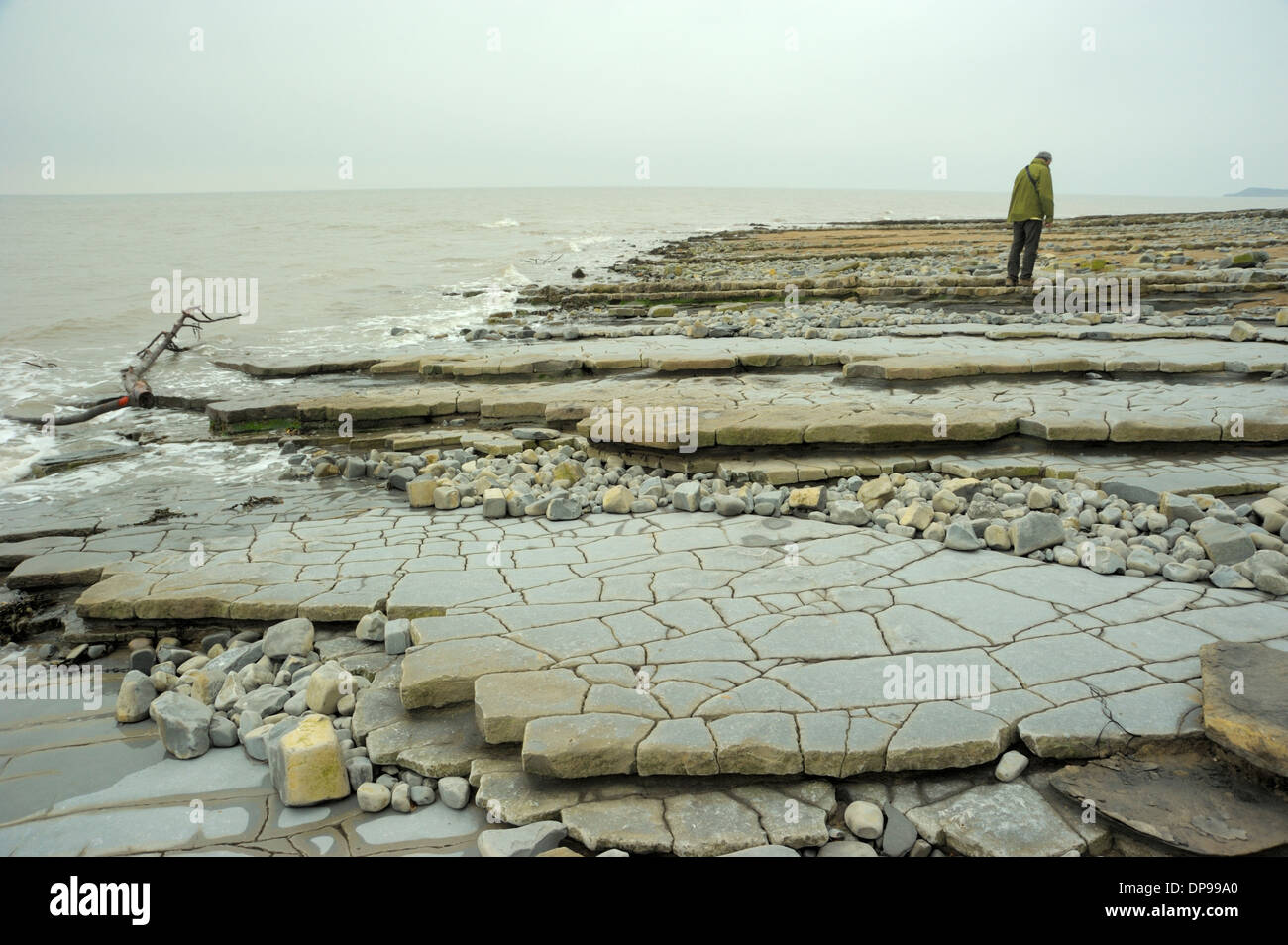 Bemerkenswerte Pflasterung-ähnliche Schichten am Lavernock Punkt Stockfoto