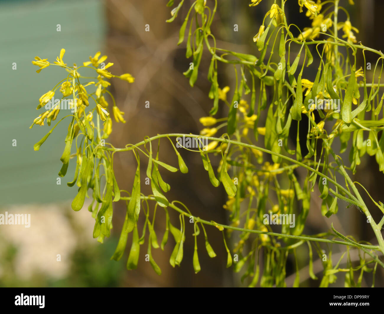 Färberwaid, Isatis Tinctoria, Blumen und jungen Samenkapseln Stockfoto