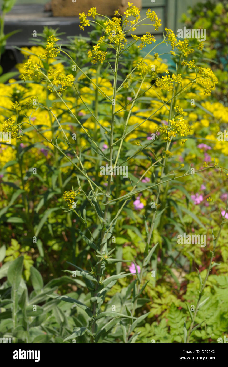 Färberwaid, Isatis Tinctoria, Pflanze Stockfoto