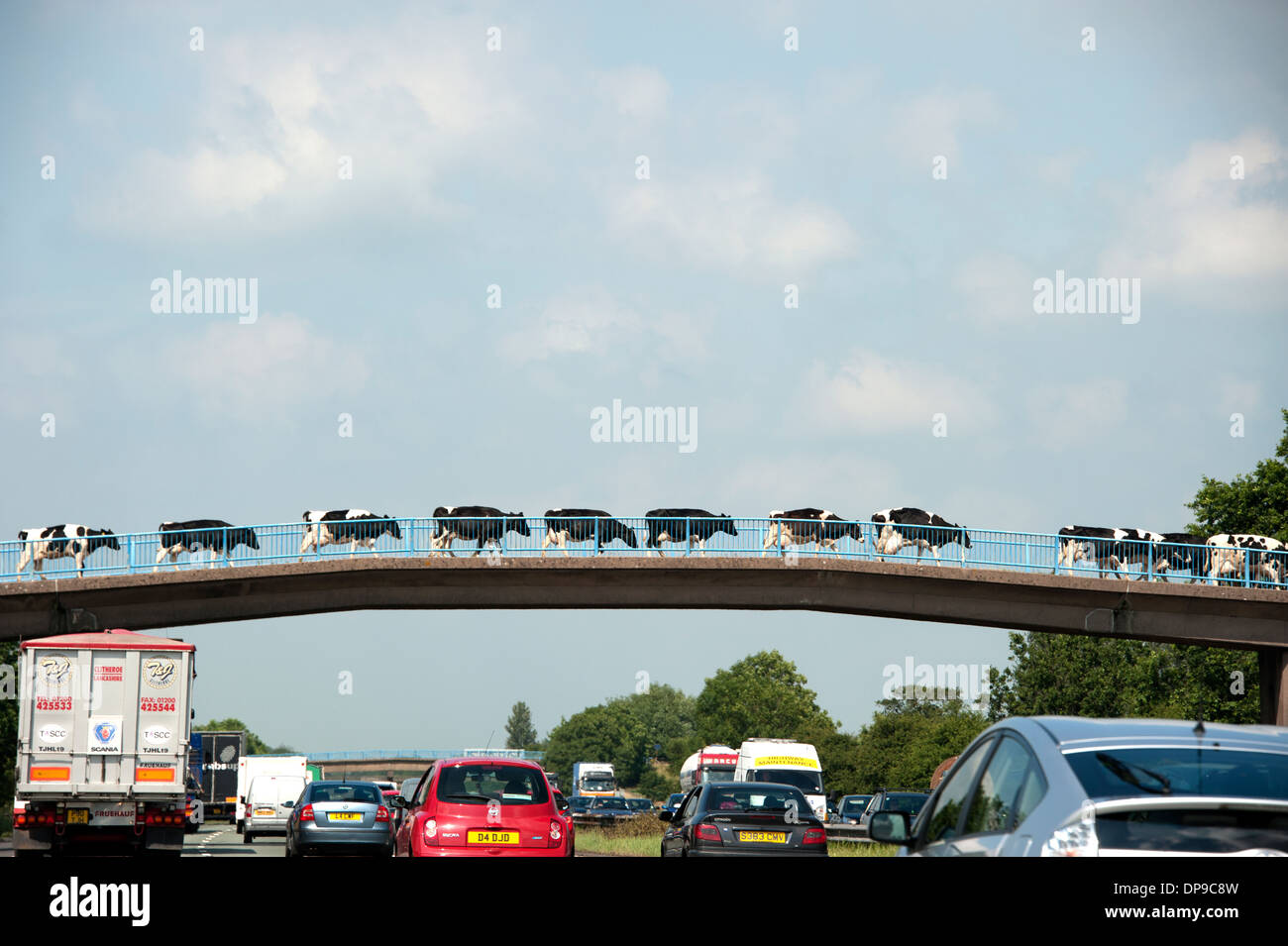 Autobahn-Brücke zum Melken Kühe auf dem Bauernhof Bauer Stockfoto