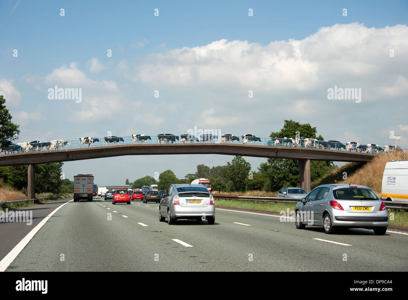Autobahn-Brücke zum Melken Kühe auf dem Bauernhof Bauer Stockfoto