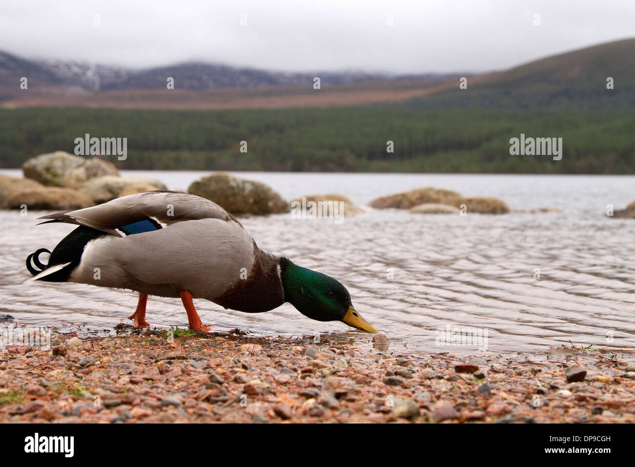 Stockente Drake, Anas Platyrhynchos im schottischen Hochland Stockfoto