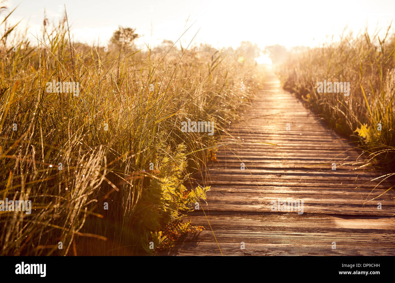 Boardwalk und Morast Rasen in die aufgehende Sonne Stockfoto