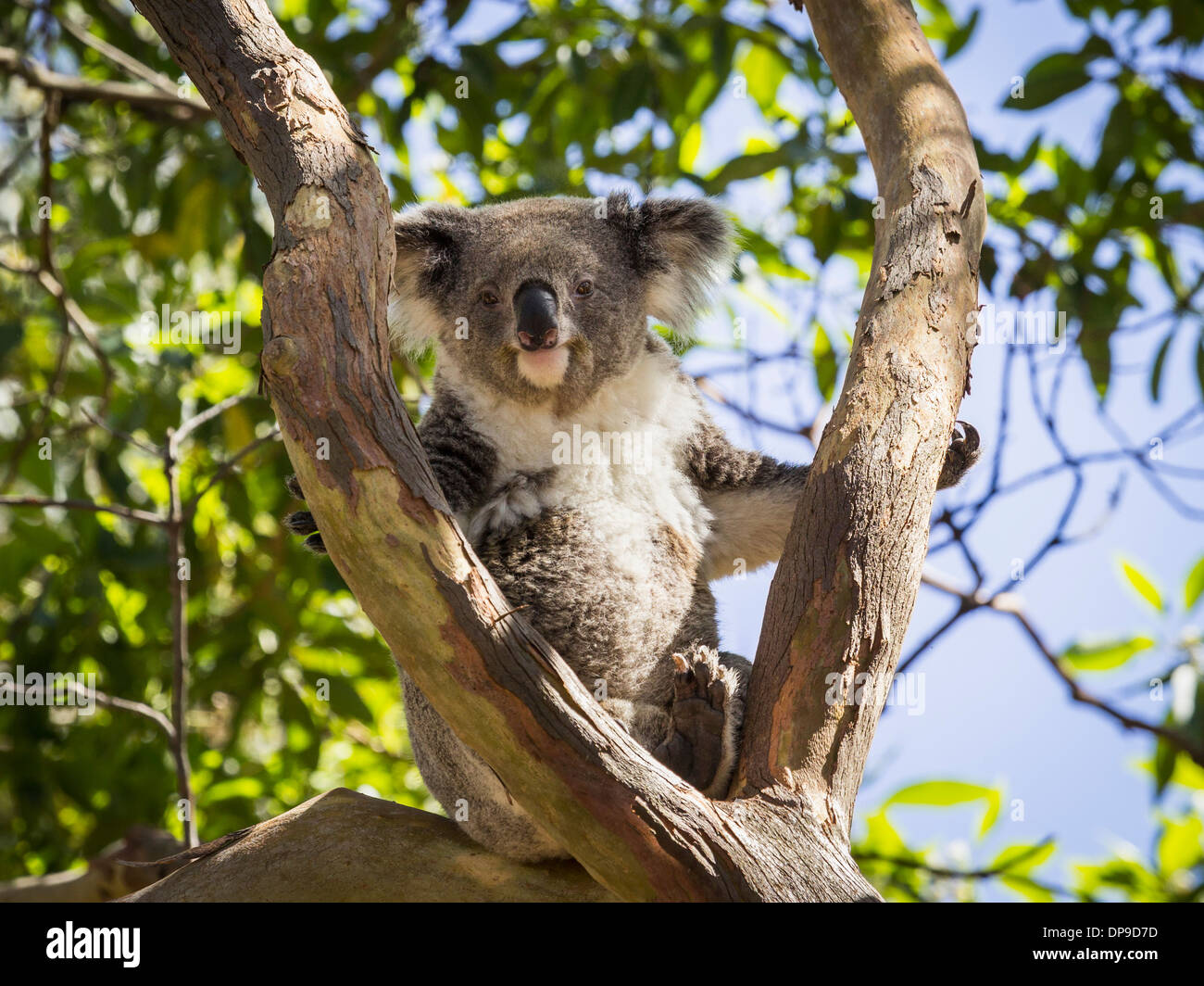 Koalabär sitzt in einem Baum in Australien Stockfoto