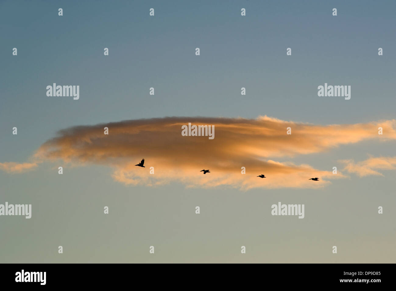 Pelikane fliegen in Formation bei Sonnenuntergang Stockfoto
