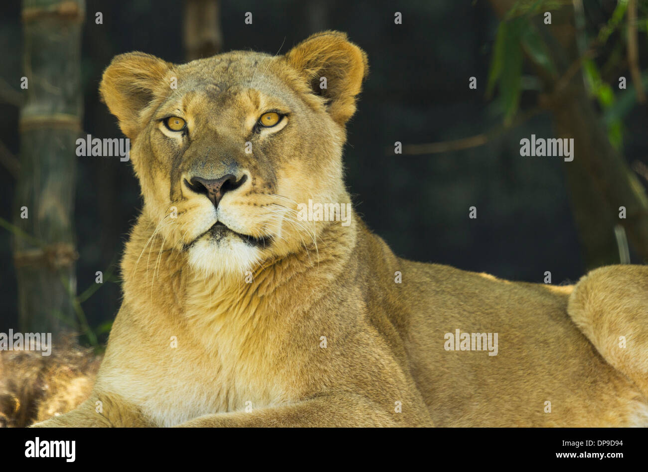 Weibliche Löwen liegend Stockfoto