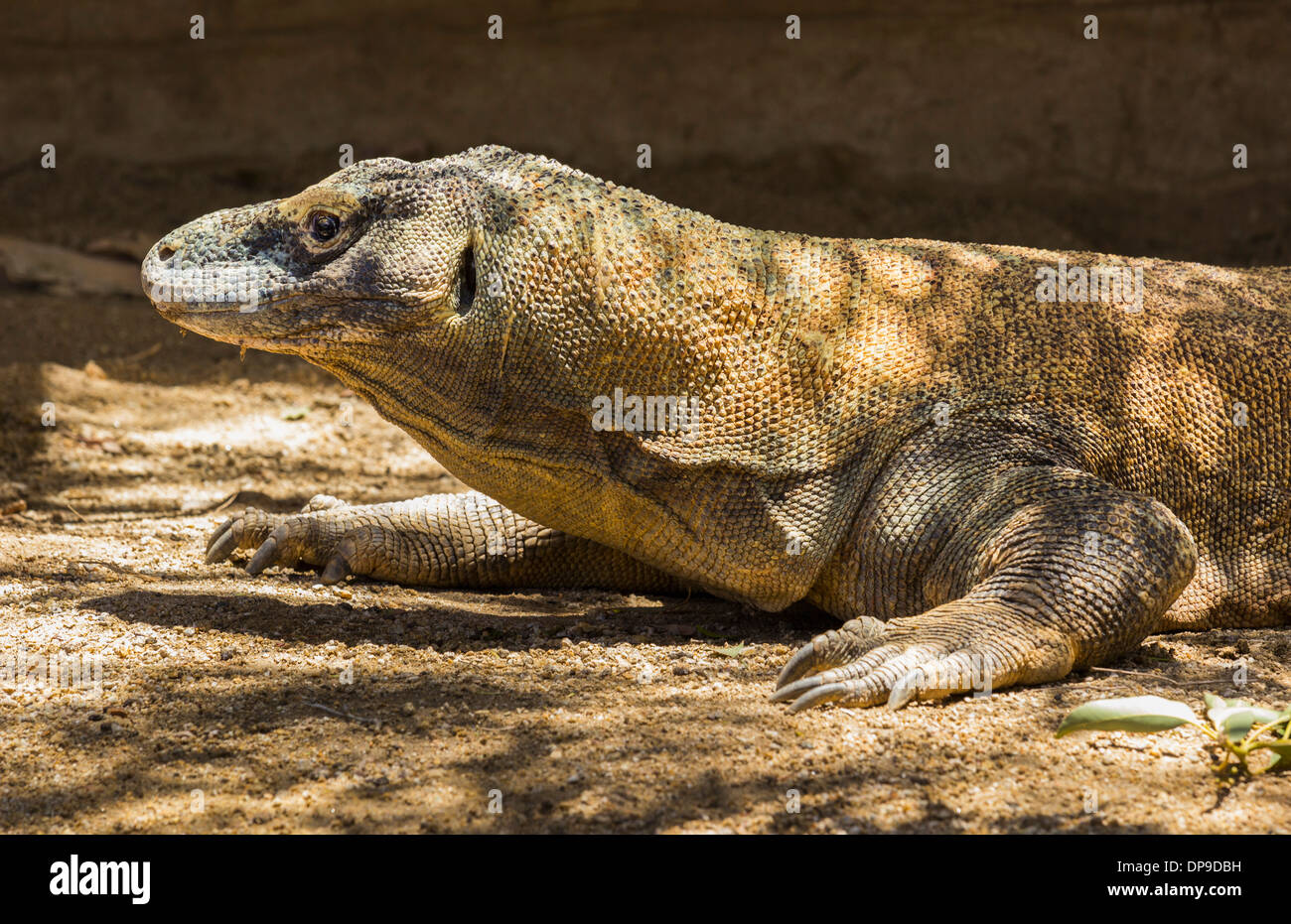 Komodo Dragon, Varanus komodoensis Stockfoto