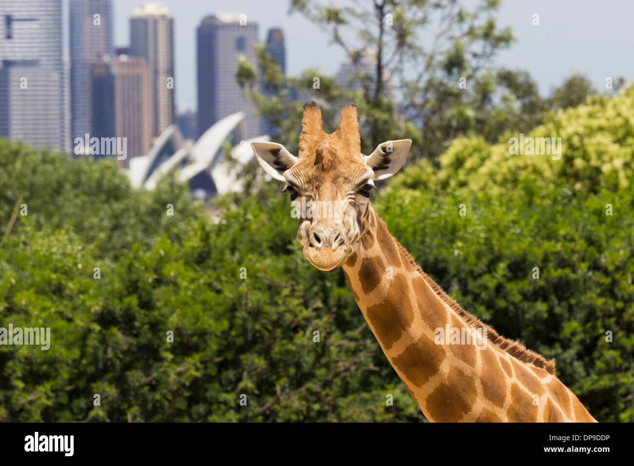 Giraffe im Taronga Zoo in Sydney, Australien mit der Stadt hinter Stockfoto