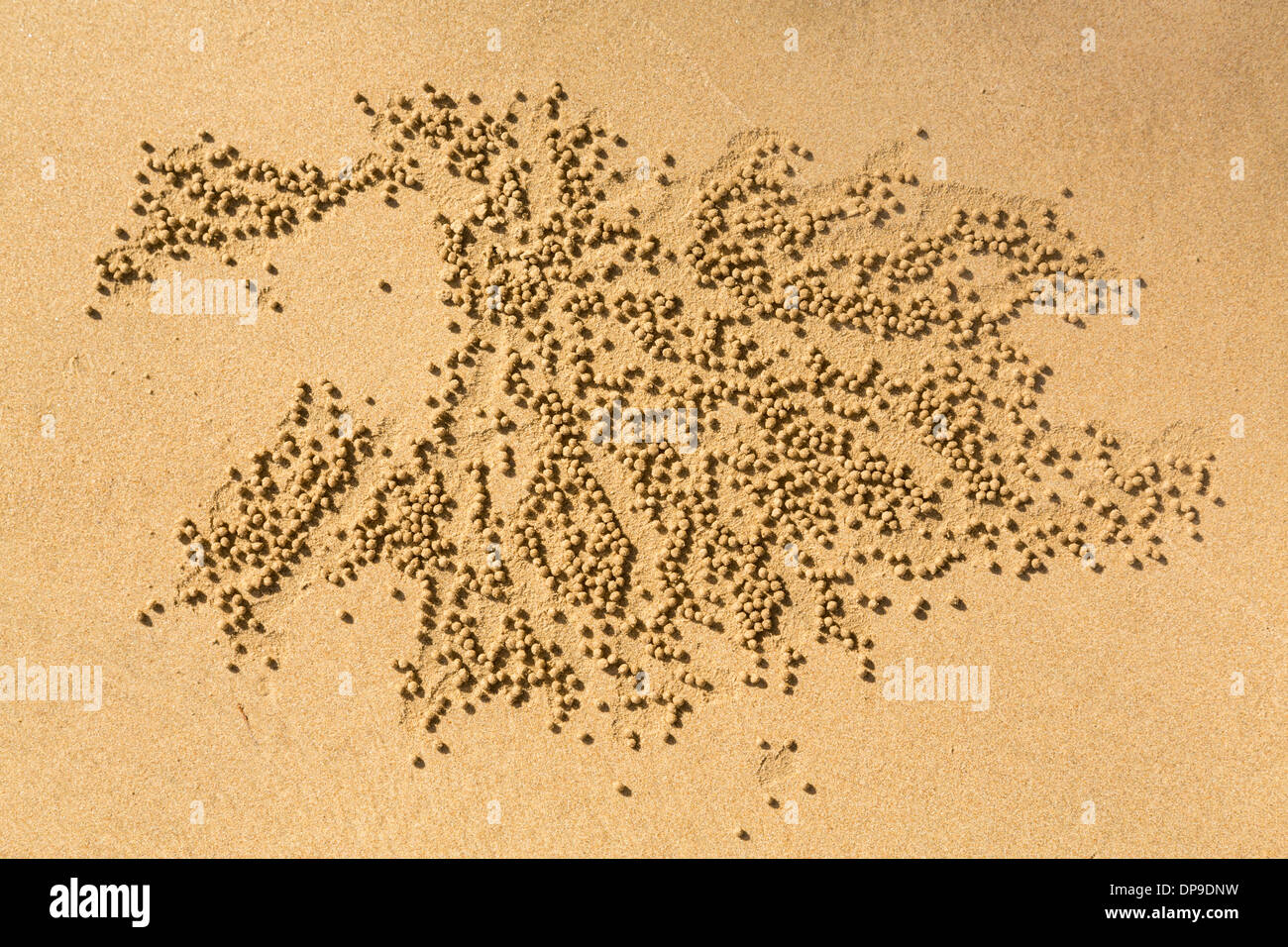 Abstrakt - Muster am Strand von Sand Bubbler Krabbe aus kleinen runden Kugeln von nassen Sand gemacht Stockfoto