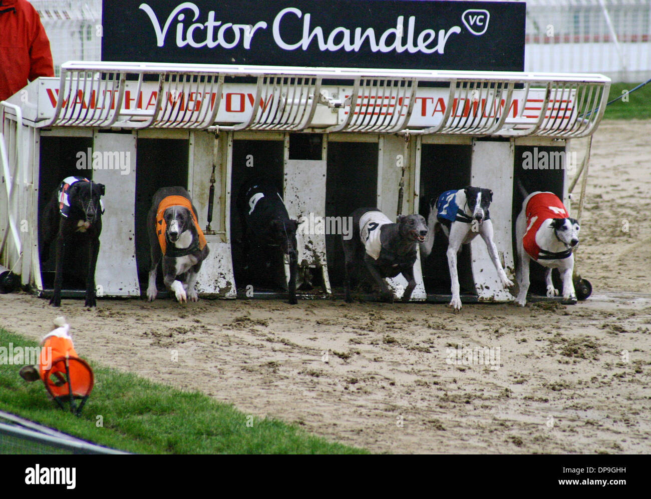 Windhundrennen in Walthamstow Stadium Windhund-Rennstrecke in London Stockfoto