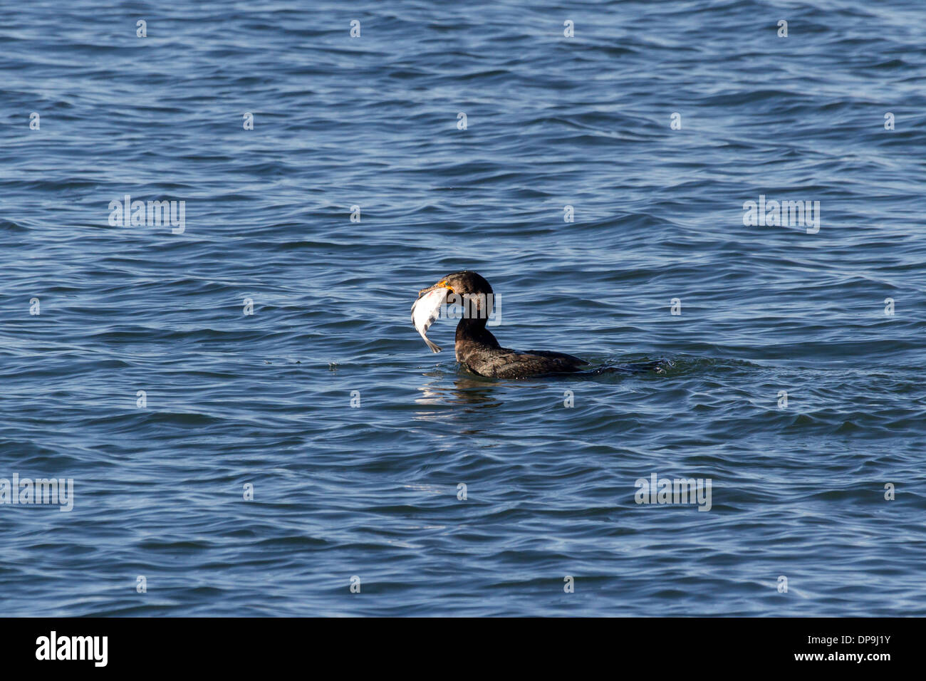 Doppelte crested Kormoran Fische fangen Stockfoto