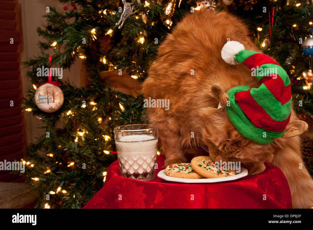 Freche Elfe Stockfoto