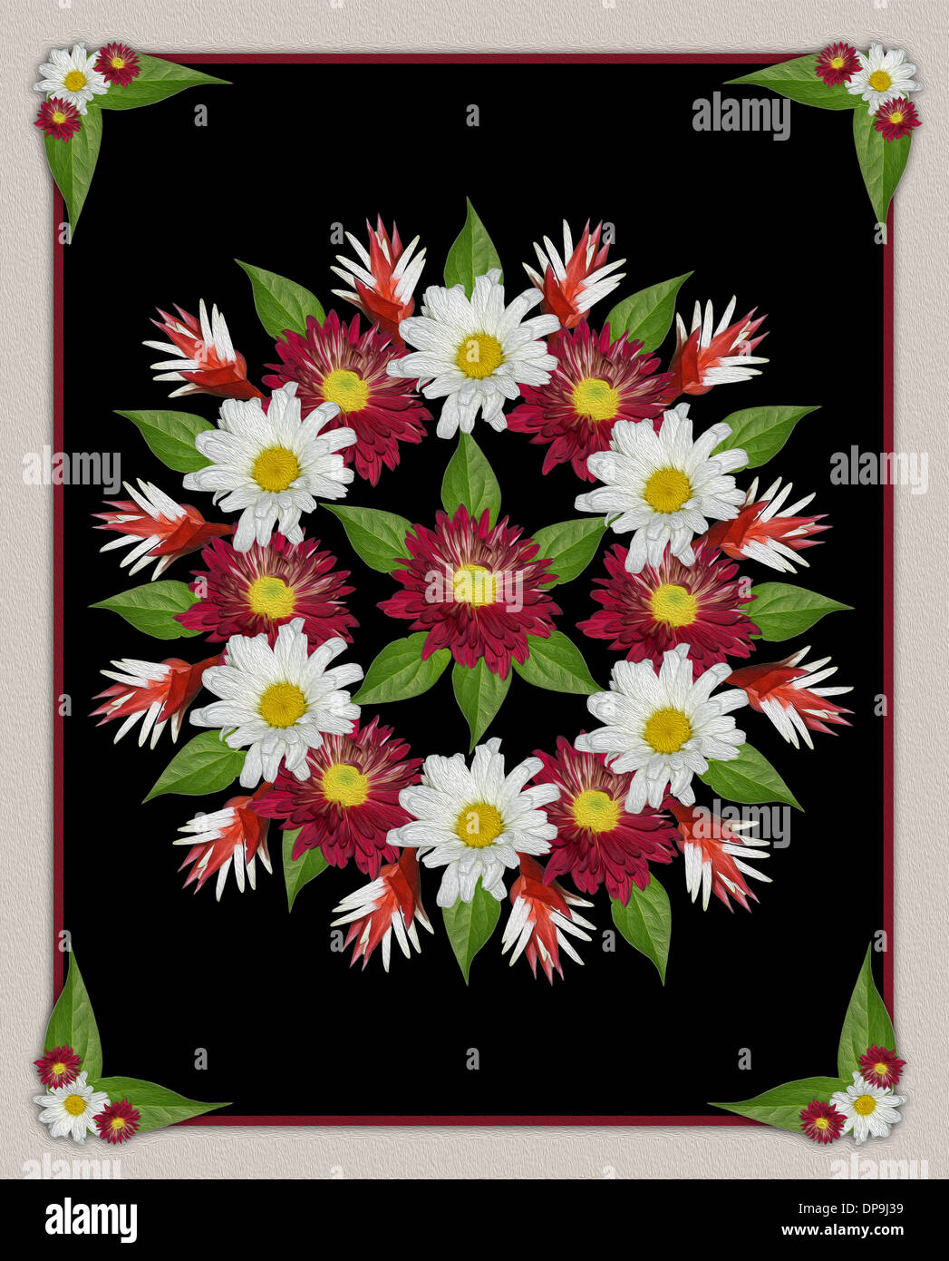 Spektakuläre Blumenkunst - geometrisches Design mit rote und weiße Chrysanthemen Blüten und Blätter auf schwarzem Hintergrund Stockfoto