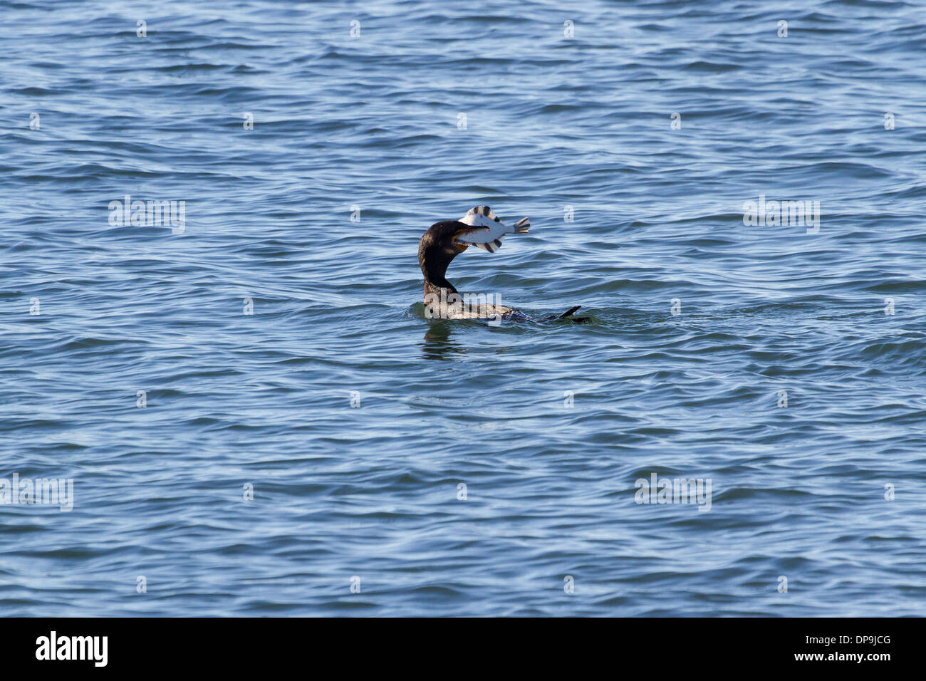 Doppelte crested Kormoran Fische fangen Stockfoto
