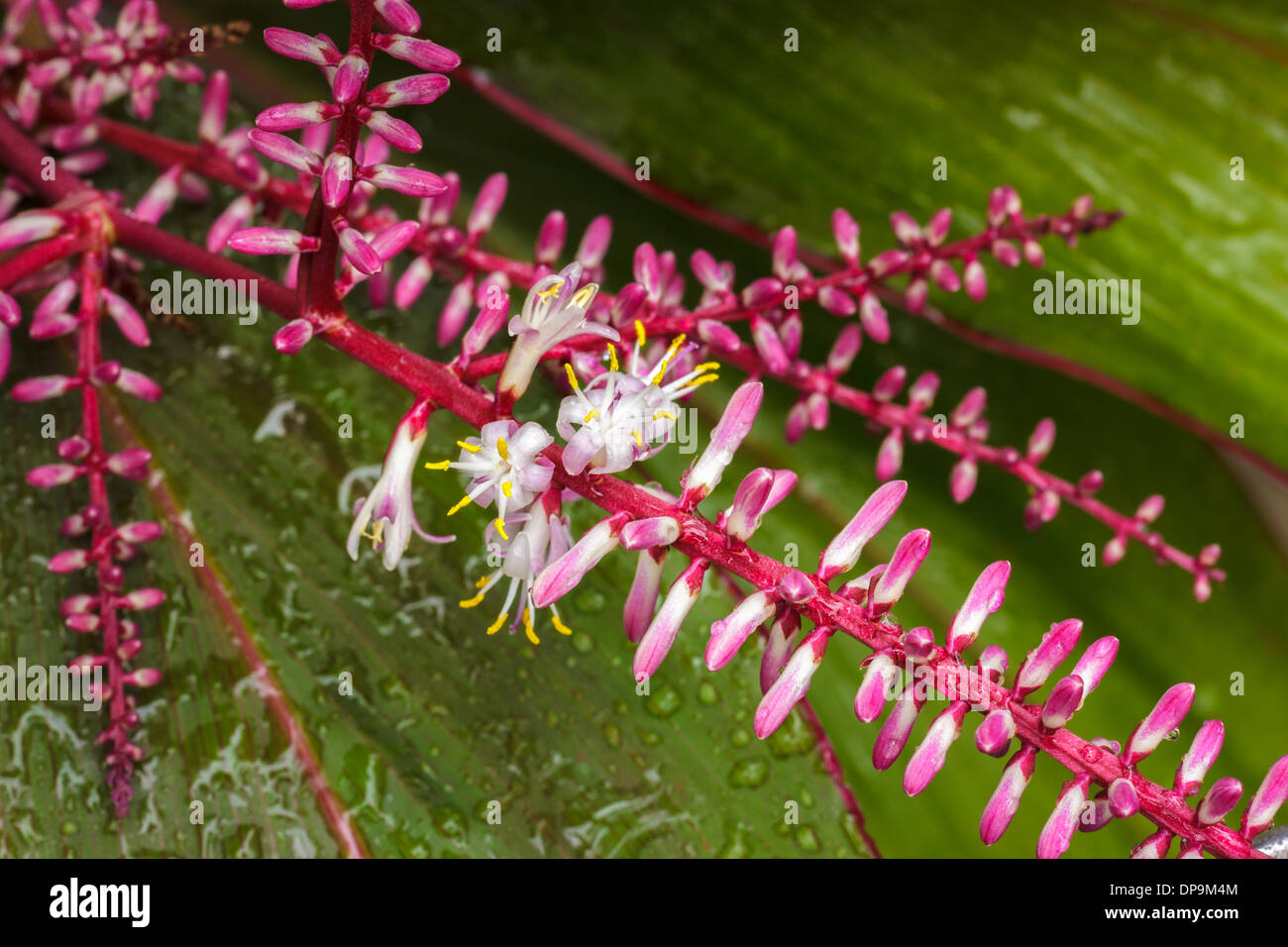 Closeup weiße Blume auf grünen Blättern, Cordyline fruticosa Stockfoto