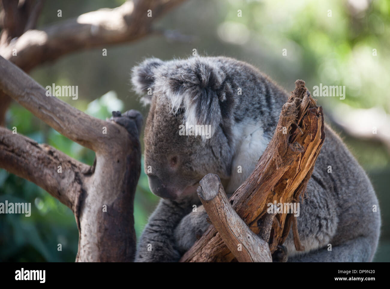 Koalabär im Baum australischen Beuteltiere Bär im Baum schlafen Koala Essen Stockfoto