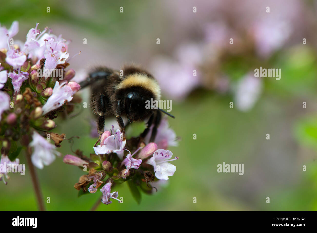 Hummel, die Bestäubung von Pflanzen im Garten. Stockfoto